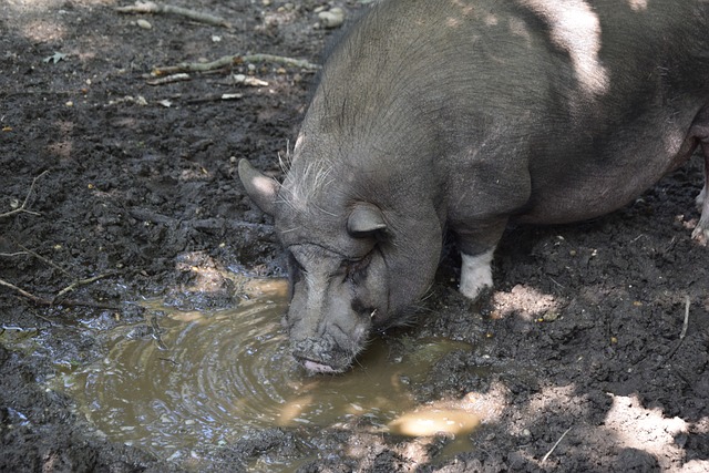 的执教经历 的执教经历
